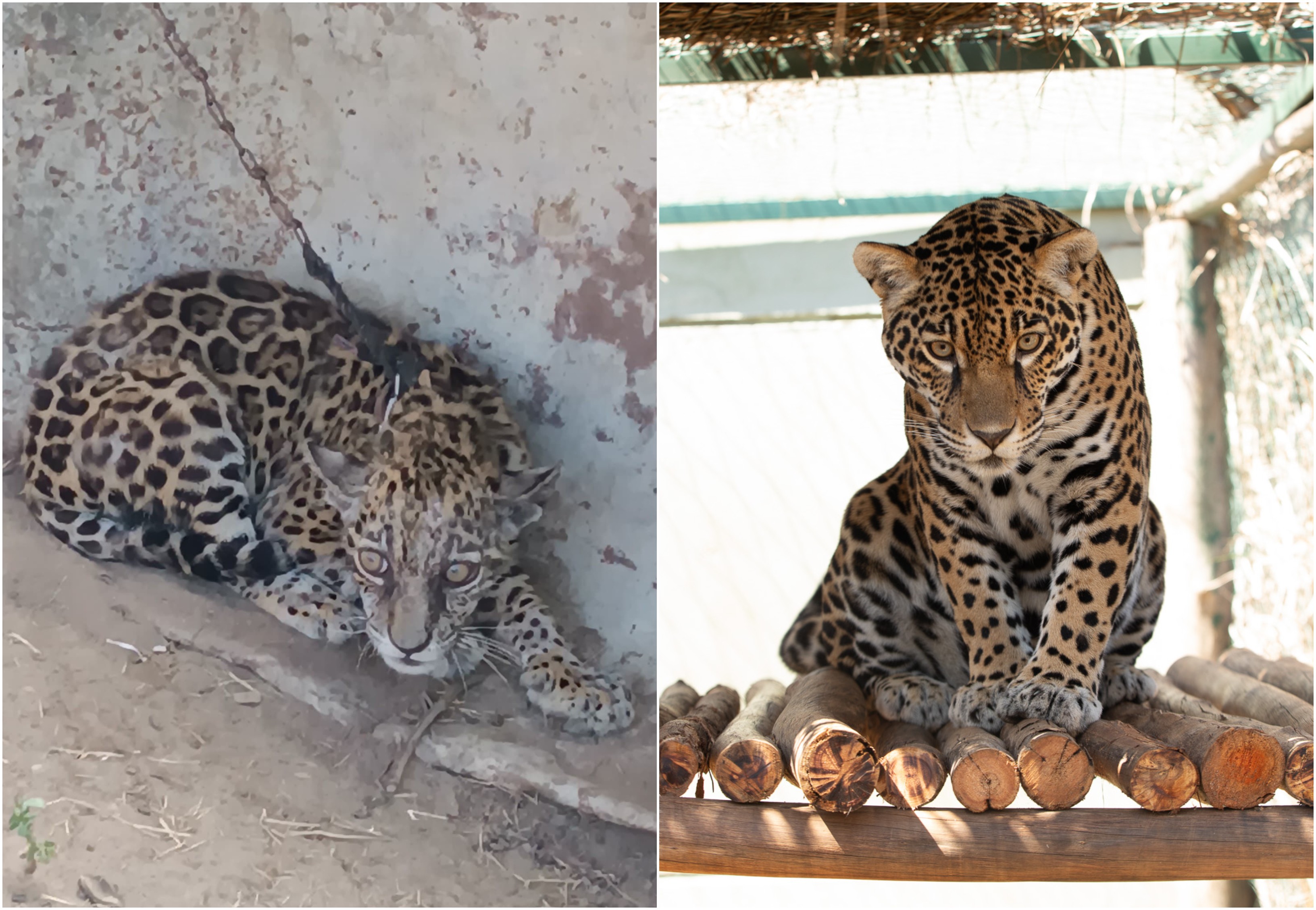 ANTES E DEPOIS: Onça-pintada resgatada com coleira em RR é transferida para santuário em GO