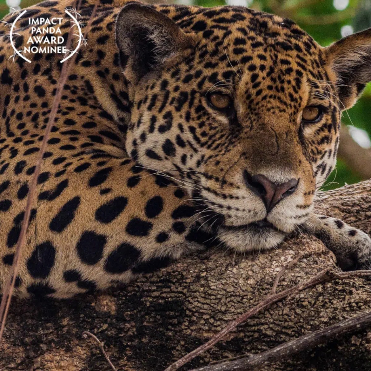 Documentário sobre queimadas no Pantanal é indicado ao 'Oscar Verde' do cinema ambiental