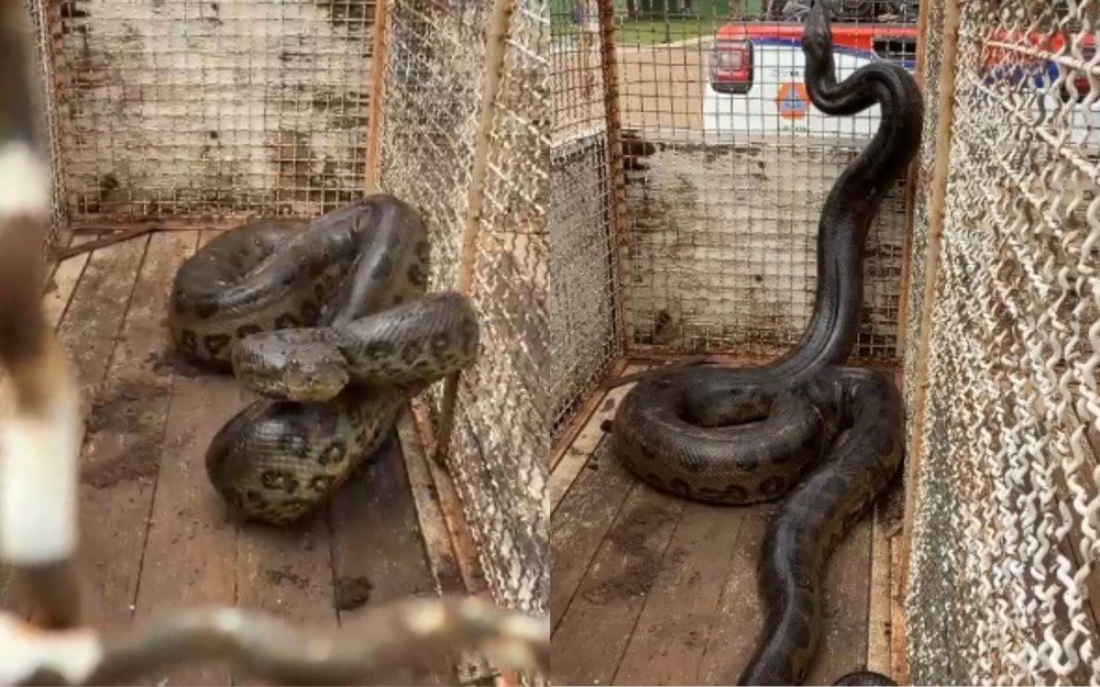 Sucuri de aproximadamente 3,5 metros é capturada em Parque Turístico de Buritama-SP