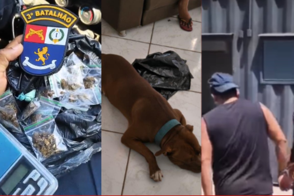 Pitbull solto na rua leva policiais a esconderijo de drogas e tutor é preso em Cuiabá