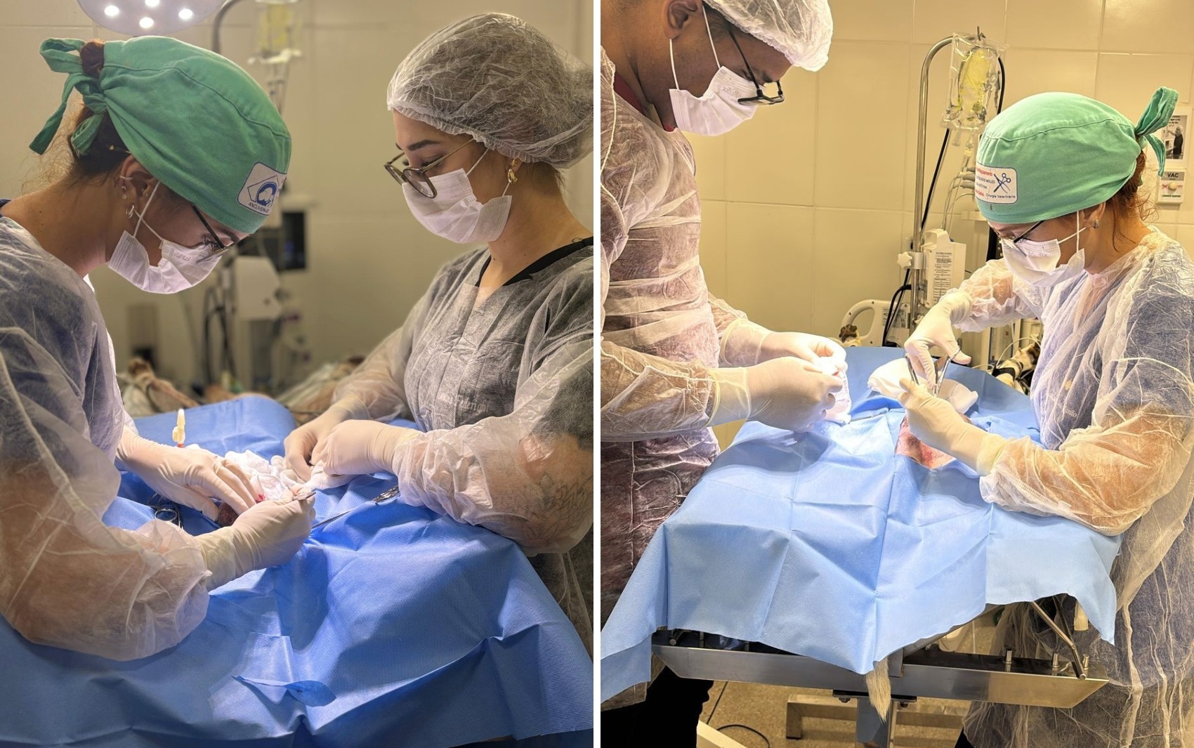 Gato atingido por tiro de chumbinho é salvo após cirurgia de emergência em UPA Veterinário da Prefeitura de Goiânia 