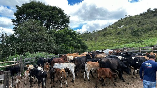 Homem compra 74 cabeças de gado, não paga e animais são recuperados pela polícia em São Roque de Minas