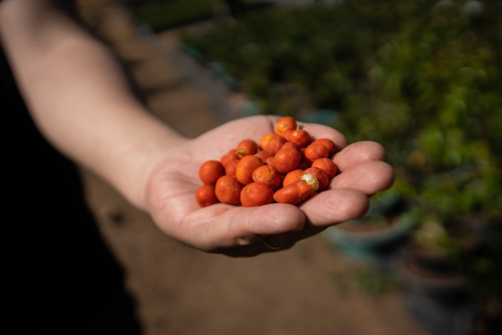 Frutas produzidas por bonsais são idênticas ao de árvores convencionais — Foto: Fabio Tito/g1