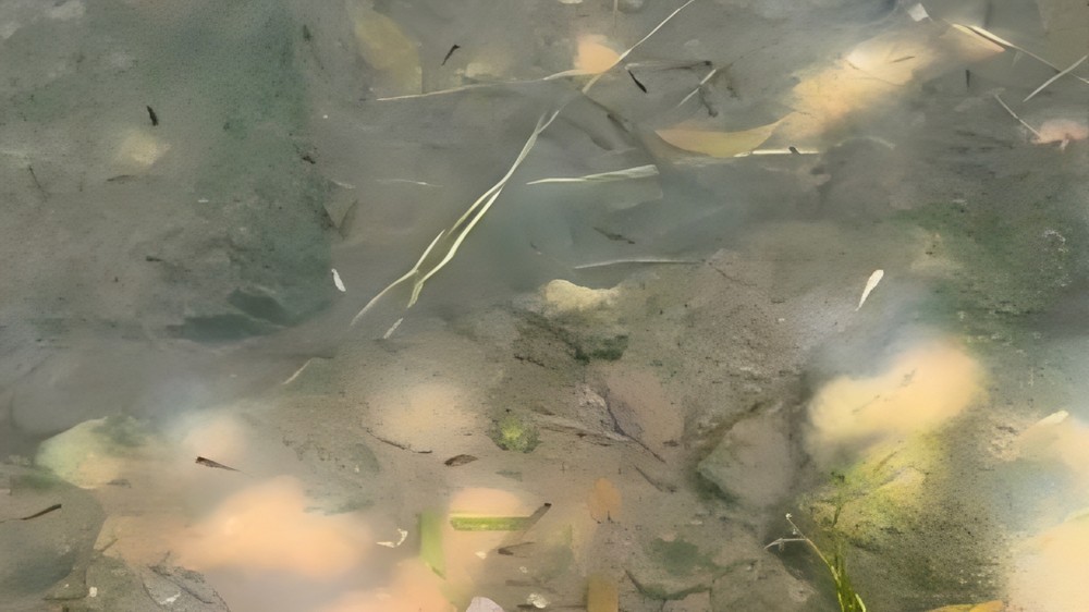 Peixes e nascentes naturais são encontrados em avenida onde passam quase 20 mil veículos por dia em Uberlândia