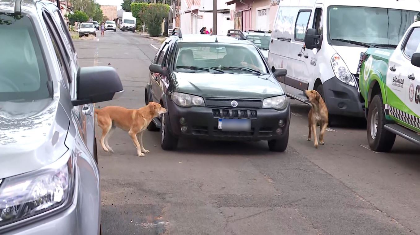 Menina de 6 anos é atacada por cães no meio da rua e sofre ferimentos em Franca, SP