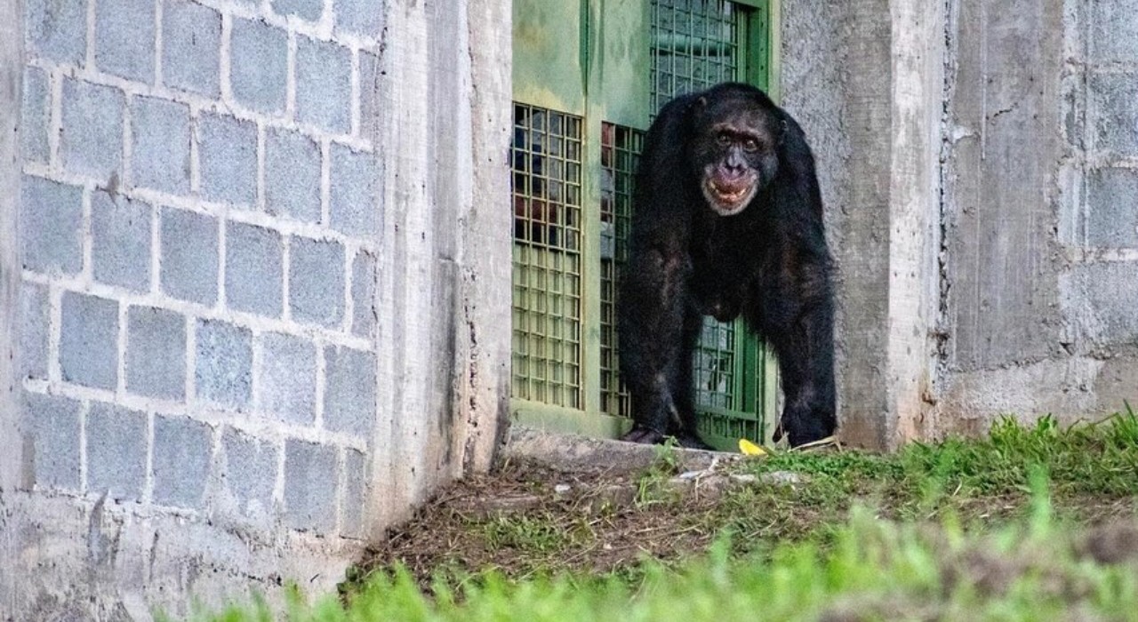 Chimpanzé vítima de maus-tratos na Colômbia é transferido para santuário no interior de SP 