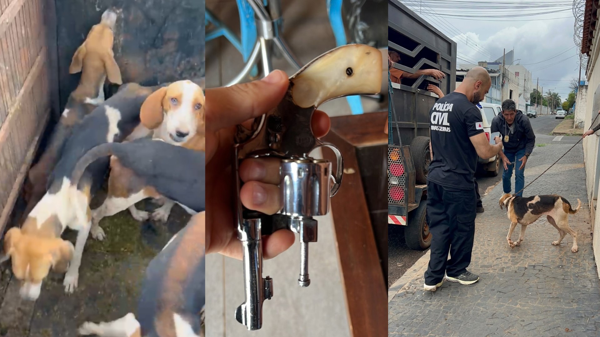 Dono de canil é preso com armas durante operação de resgate de nove cães da raça foxhound-americano