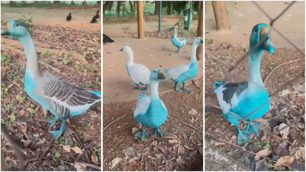 Patos e gansos ficaram azuis após carreta derramar corante em córrego de Jundiaí (SP) — Foto: Arquivo Pessoal