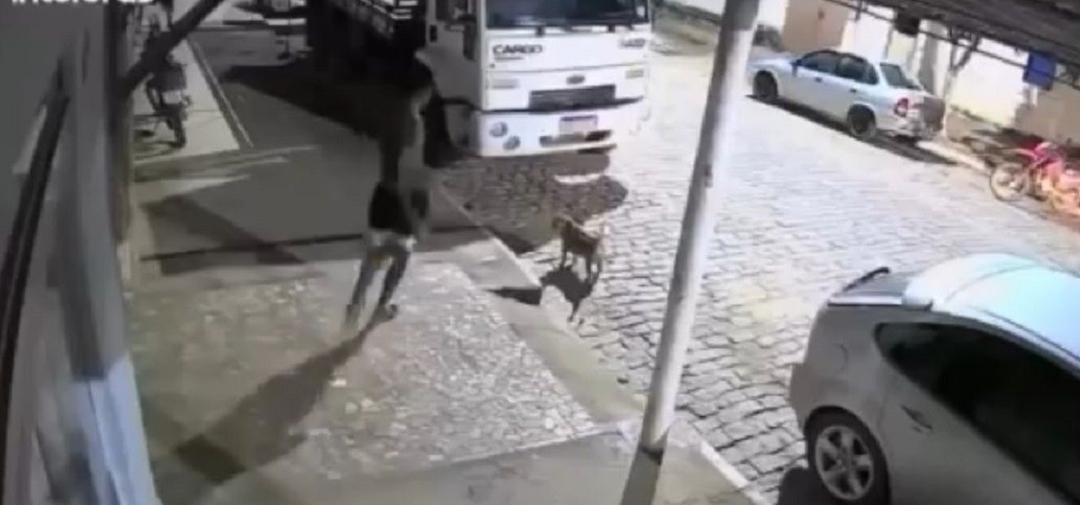 Cachorro é agredido com pedrada no focinho na frente da casa em MG; polícia investiga suspeito