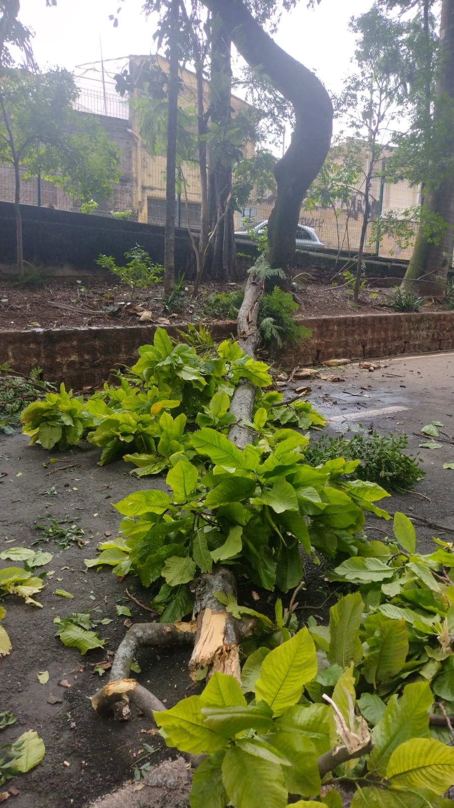 Bosque dos Jequitibás é reaberto após temporal em Campinas; cidade está em 'estado de observação'