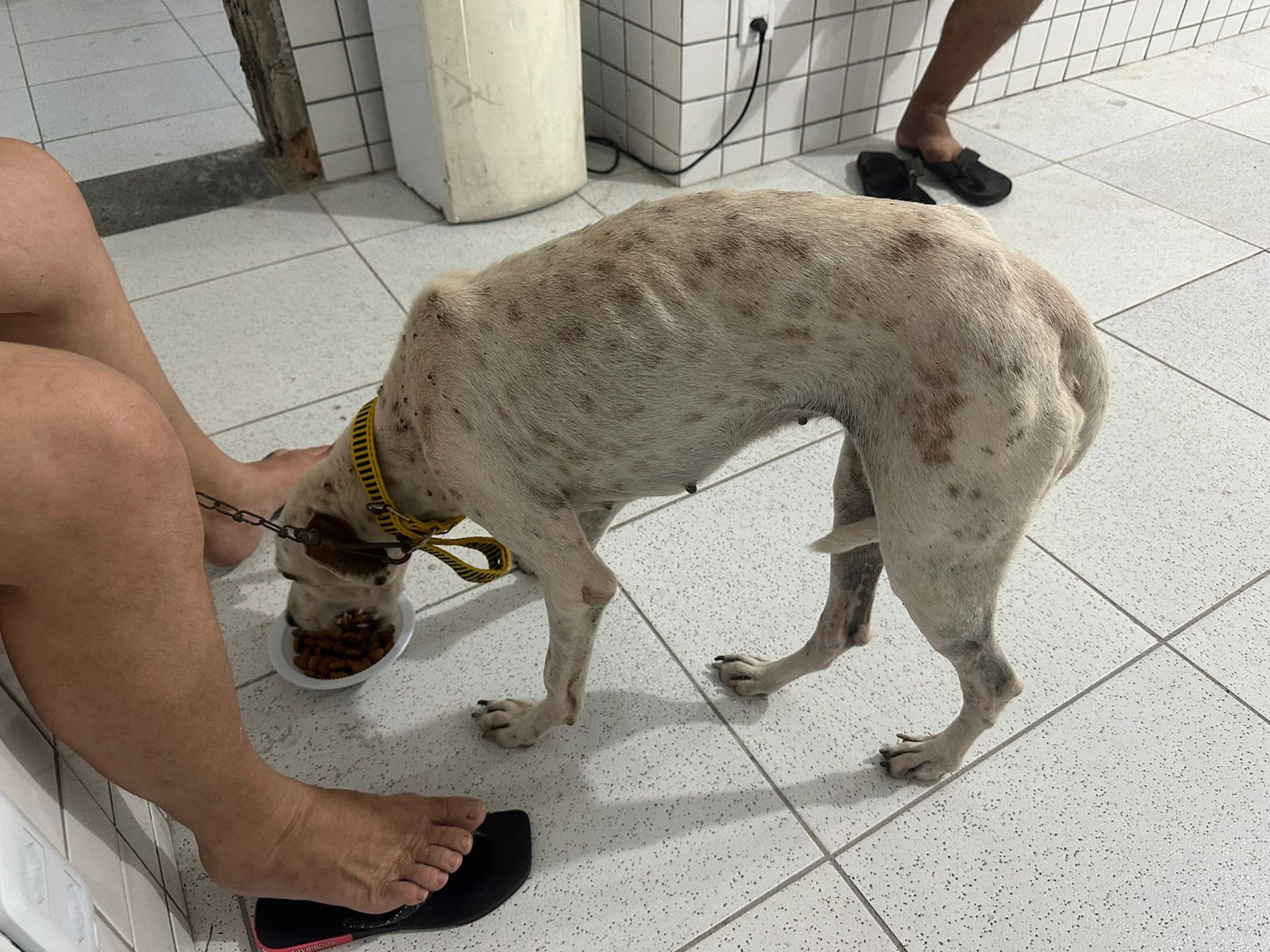 Cadela resgatada com sinais de maus-tratos no PI é diagnosticada com doença do carrapato, inicia tratamento e aguarda adoção 