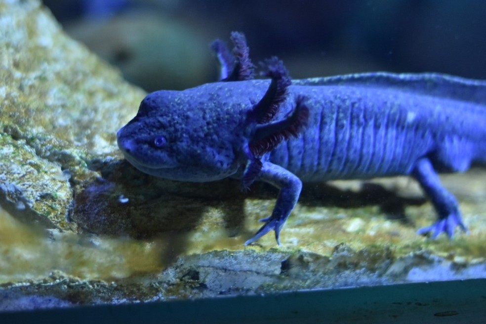 Axolotes são abrigados no maior aquário de água doce do mundo. — Foto: Reprodução