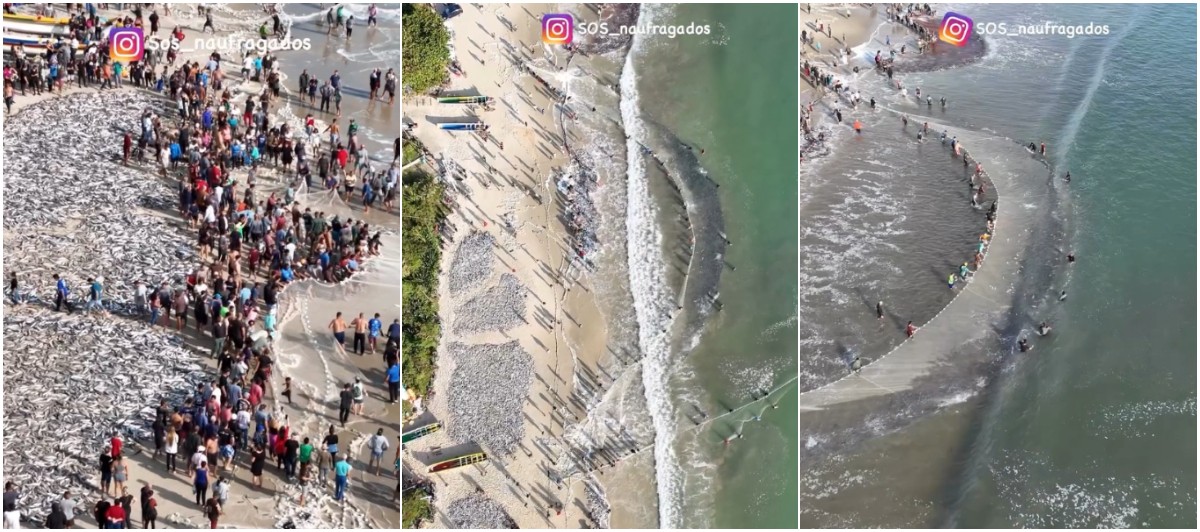 Milhares de tainhas cobrem faixa de areia após pesca em praia da Grande Florianópolis; VÍDEO
