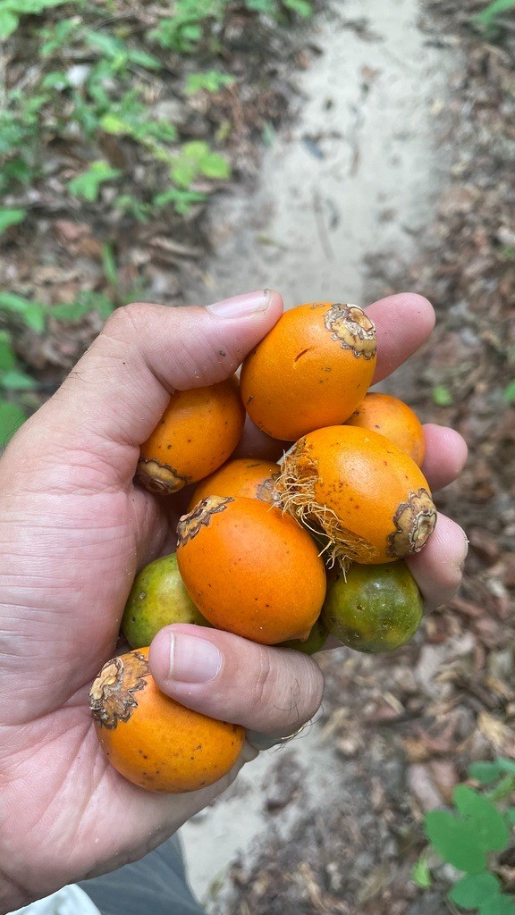 De sanduíche tradicional a joia popular para os indígenas, tucumã representa a força da floresta e do povo amazônico