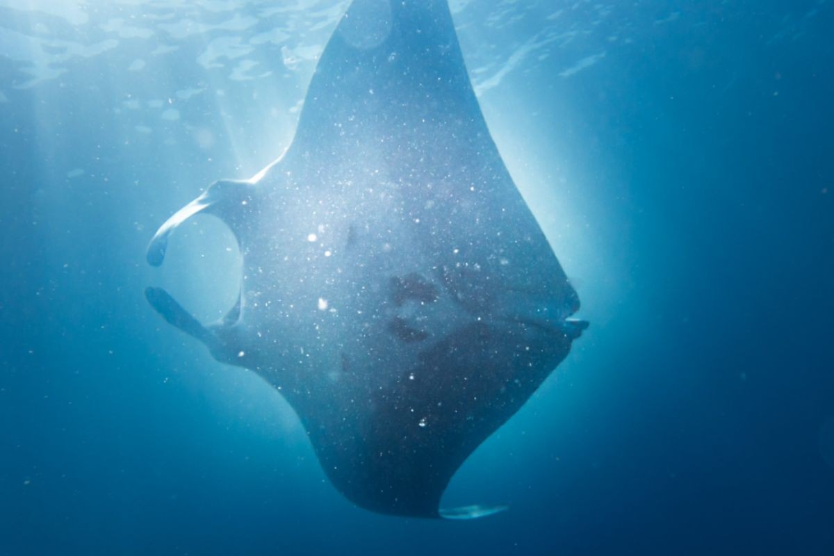 Maior espécie de raia do mundo é batizada de ‘Moana’ após ser vista no litoral de SP; VEJA