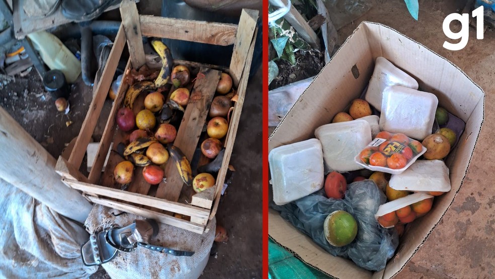 Os trabalhadores recebiam alimentos recolhidos de sobras de feiras livres para consumo no alojamento. — Foto: SRTE-MT