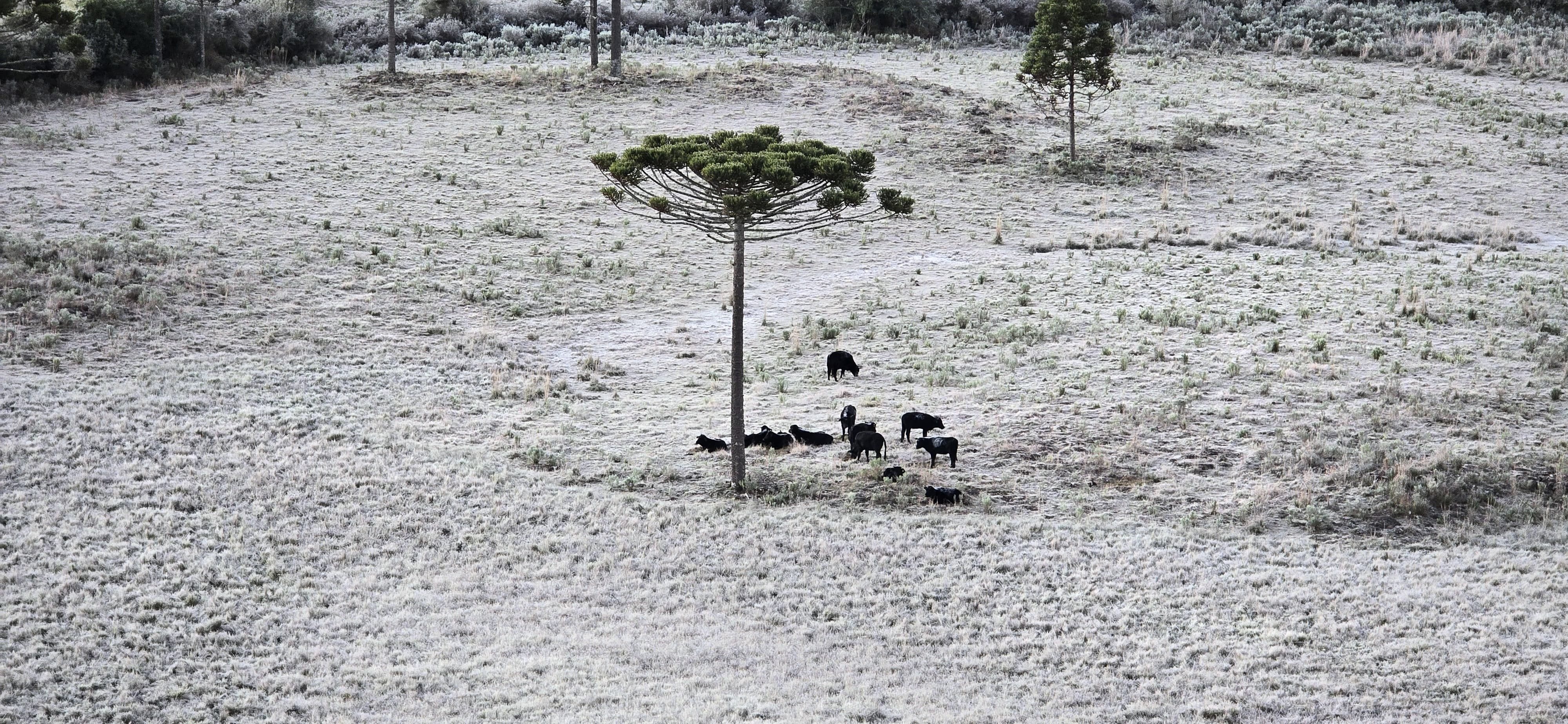 SC amanhece com mínima de -8ºC, mais de 30 cidades abaixo de zero, geada e carros congelados