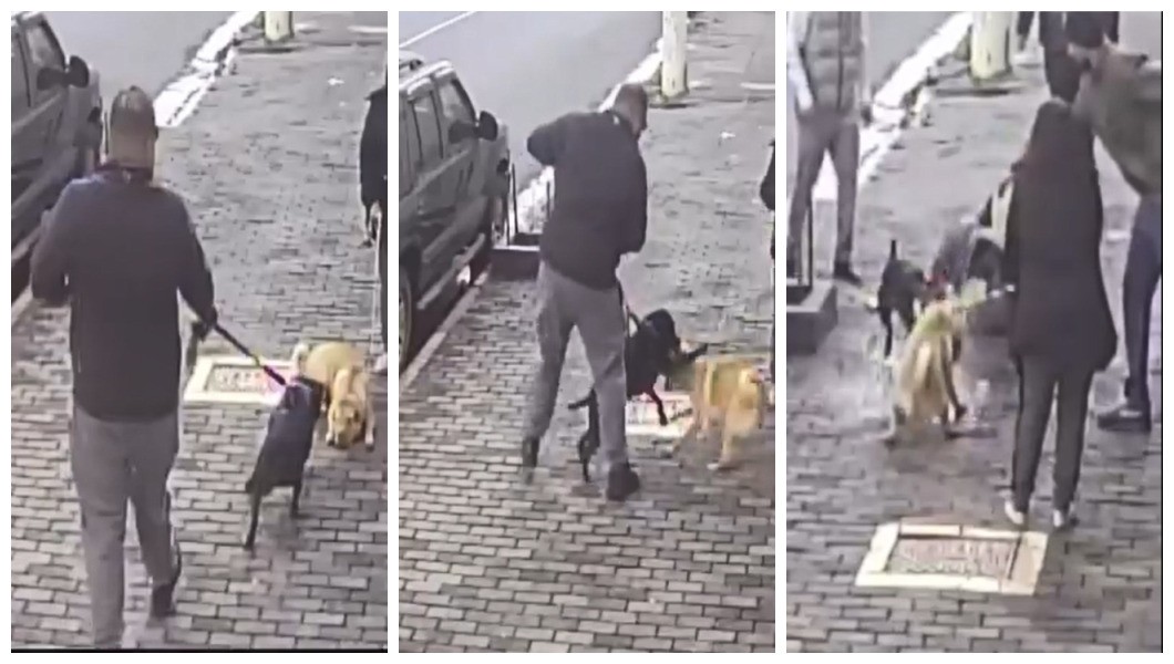 Ataque de pitbull a shar-pei assusta moradores de Perdizes e alerta para descumprimento de lei da focinheira em SP