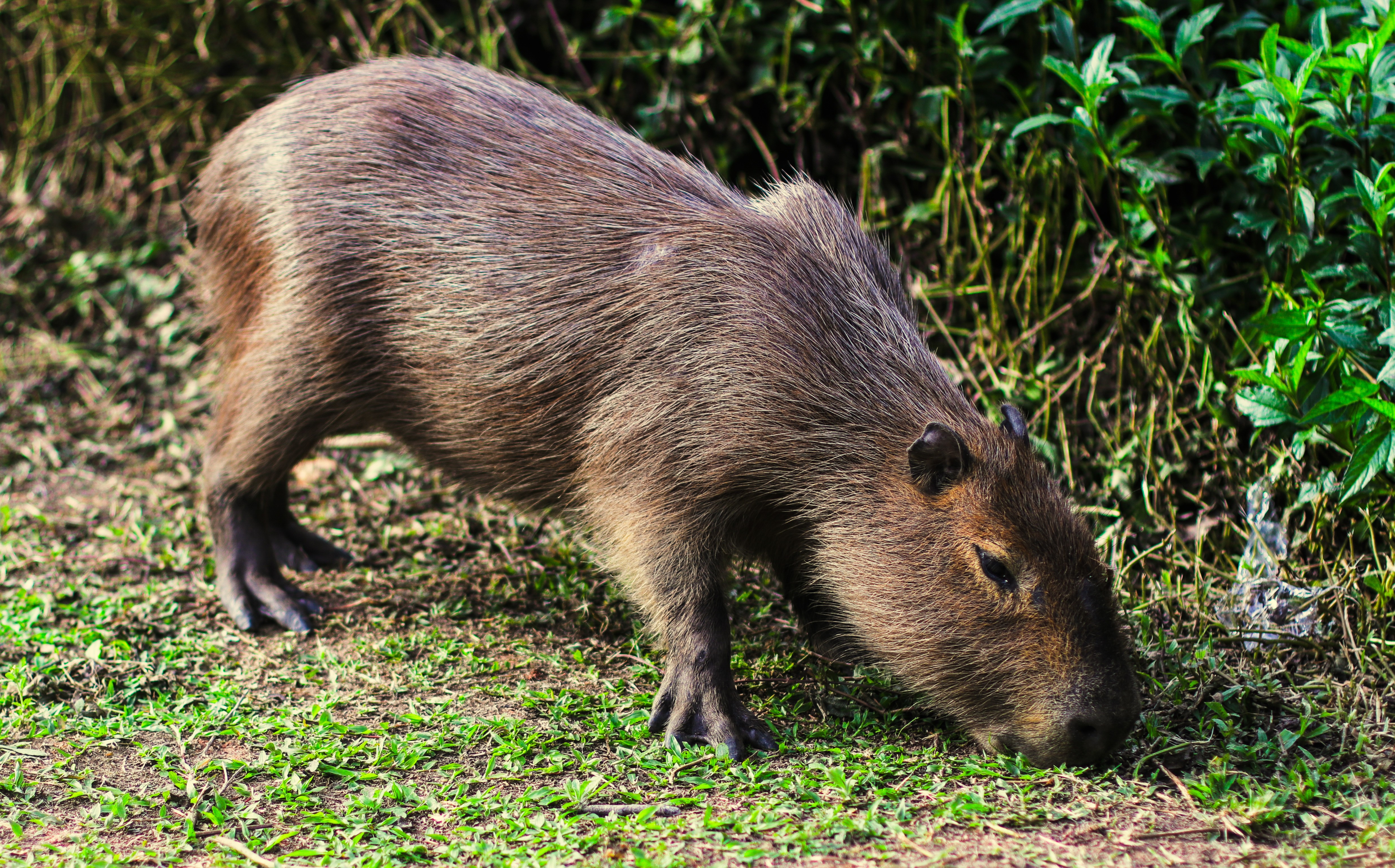 Mapeamento de capivaras indica baixo risco de febre maculosa em Floripa