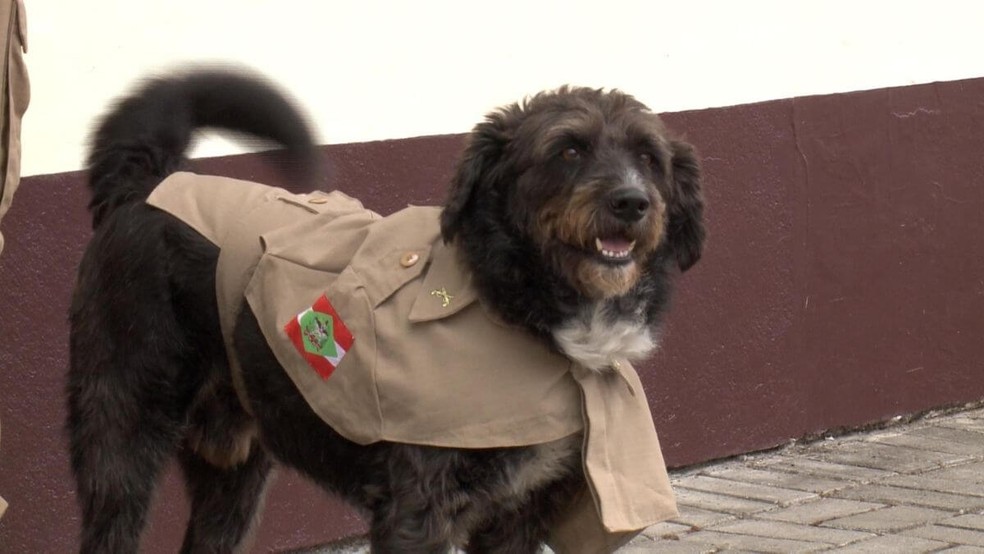 Stevi ganhou farda da PM de Santa Catarina — Foto: NSC TV/Reprodução