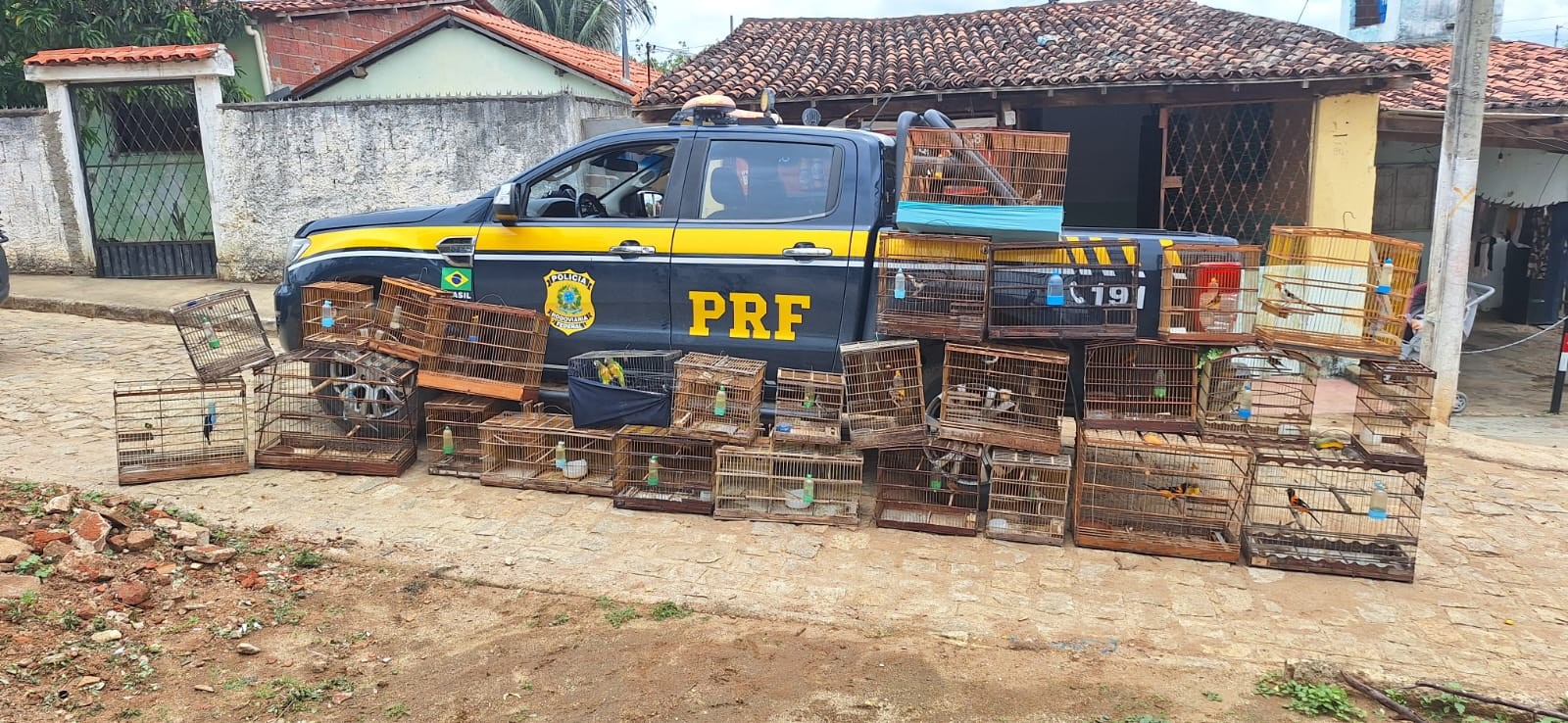 Operação resgata mais de 200 animais silvestres na Paraíba