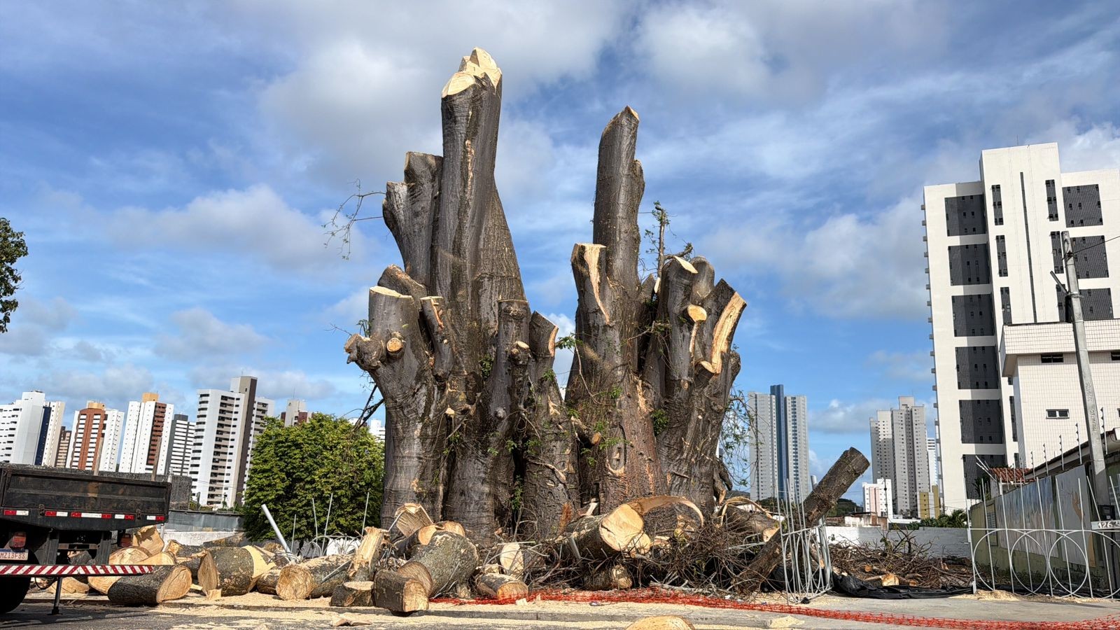 Poda do Baobá do Poeta avança em Natal; árvore será reduzida a 3 metros