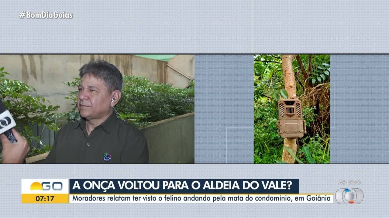 Onça avistada por moradores em condomínio de luxo onde moram Virgínia e ...