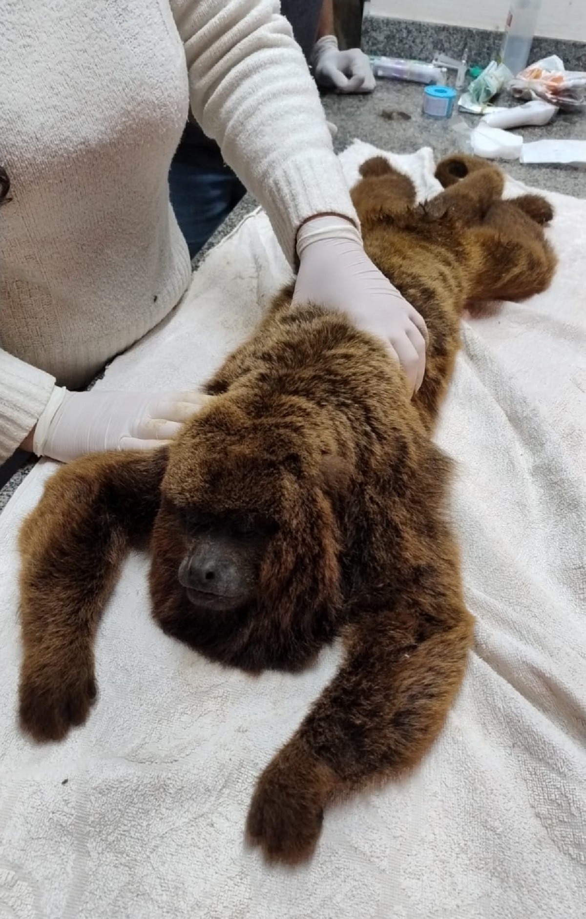 Macaco bugio é resgatado após levar choque elétrico e cair de altura de sete metros em Juiz de Fora