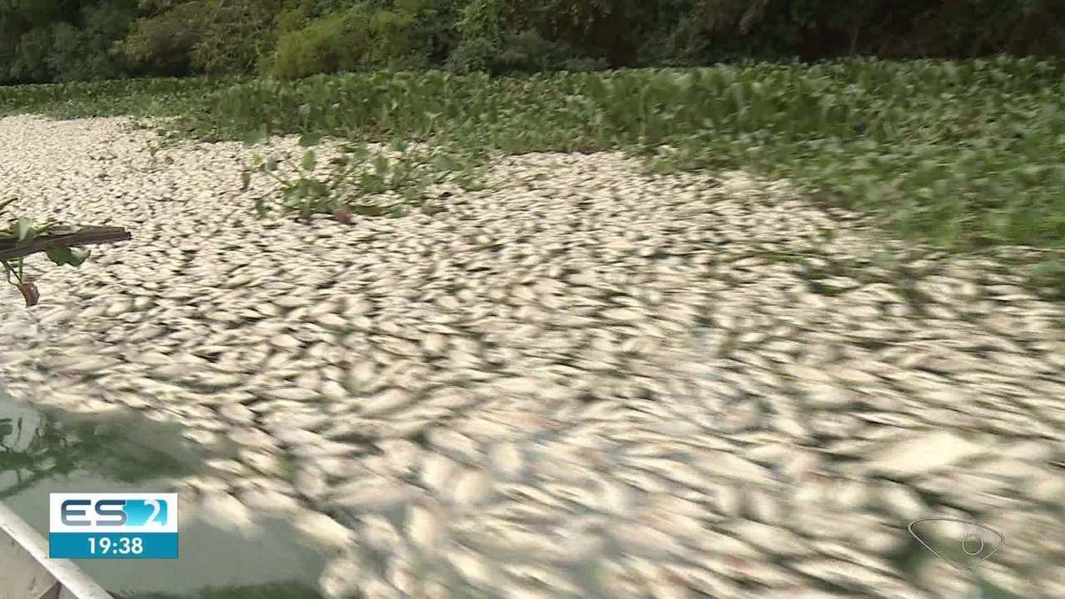 Lagoa amanhece tomada por peixes mortos em Linhares. É a Semana da Água