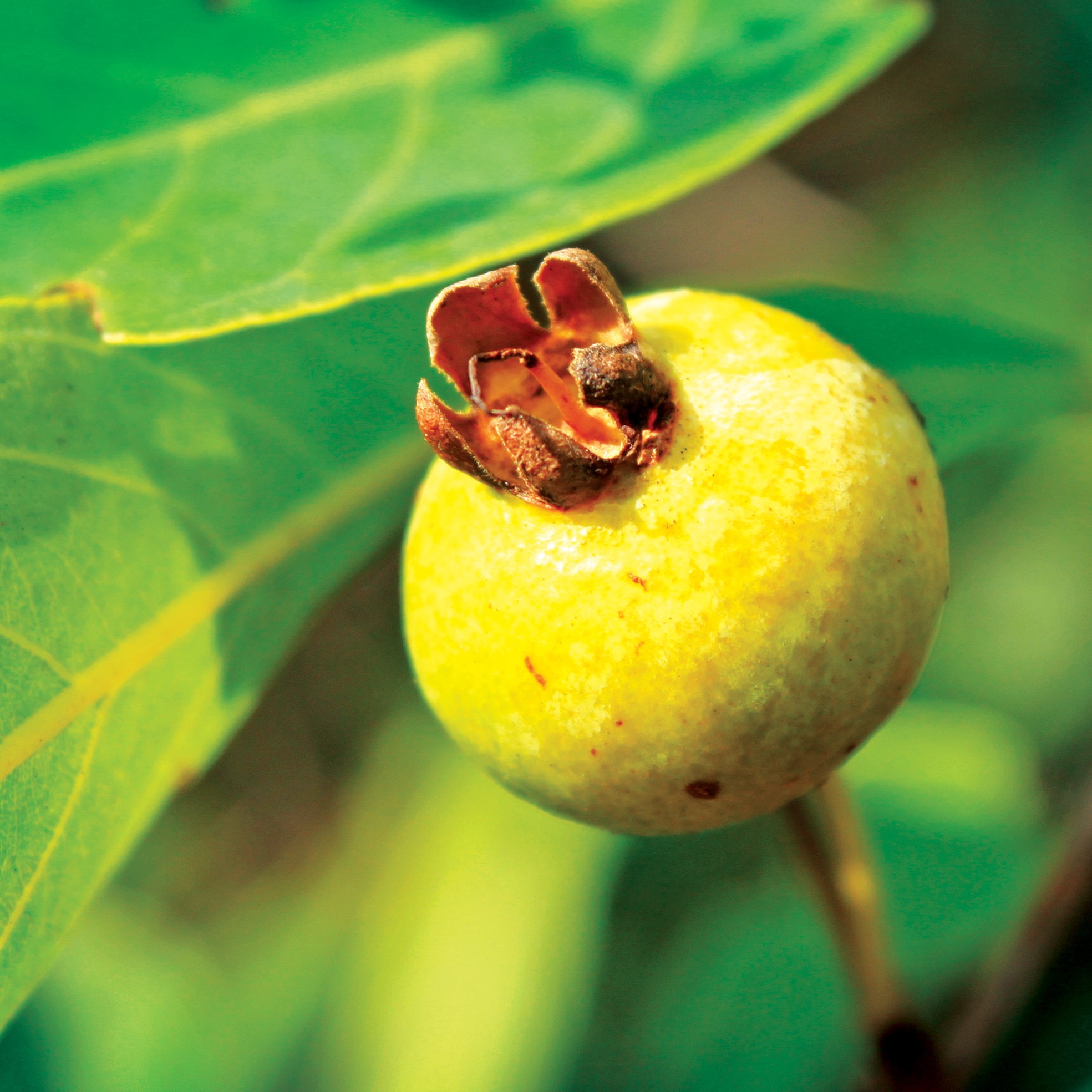 Quem já 'caçou' gabiroba? Conheça tudo sobre esse fruto brasileiro; vai do azedo ao doce