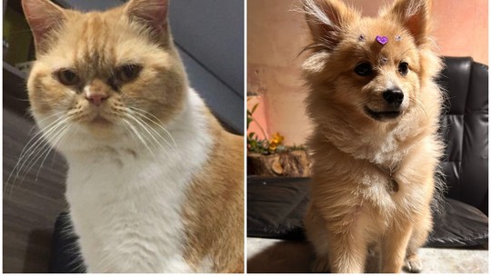 É #FAKE vídeo de cachorros e gatos fazendo salto ornamentais; cenas foram feitas com IA - Veterinário ouvido pelo Fato ou Fake explicou que animais não têm estrutura para realizar movimentos complexos. Ferramenta de detecção de inteligência artificial aponta 97,8% de probabilidade de cena ter sido produzida com esse recurso.