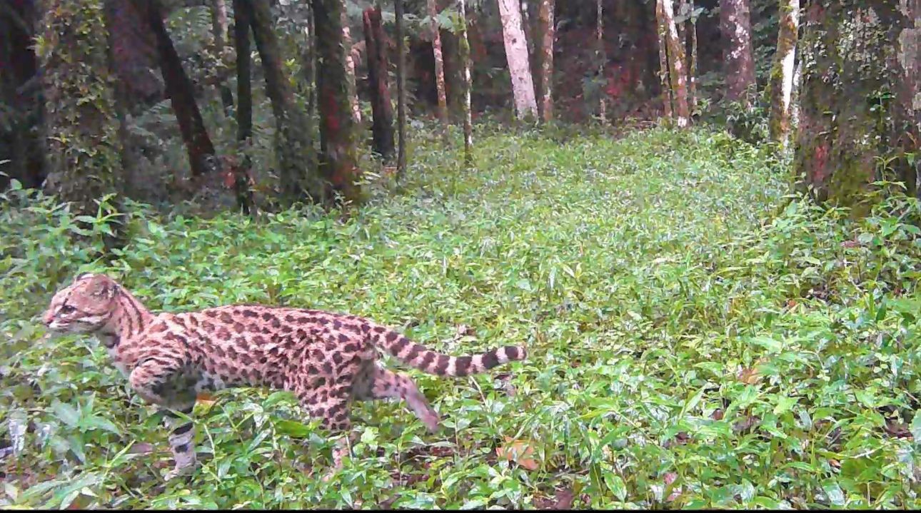 Câmeras de monitoramento flagram gato-do-mato-pequeno e onça parda em parque estadual, em Nova Friburgo