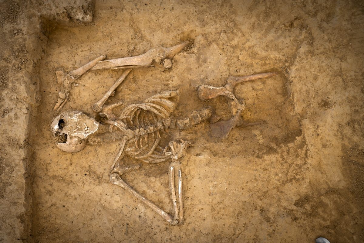 Esqueleto raro da Batalha de Waterloo é descoberto na Bélgica | G1