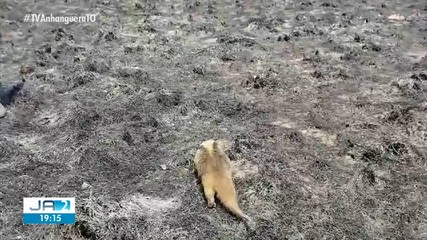 Tocantins registra aumento de 150% nas queimadas em setembro