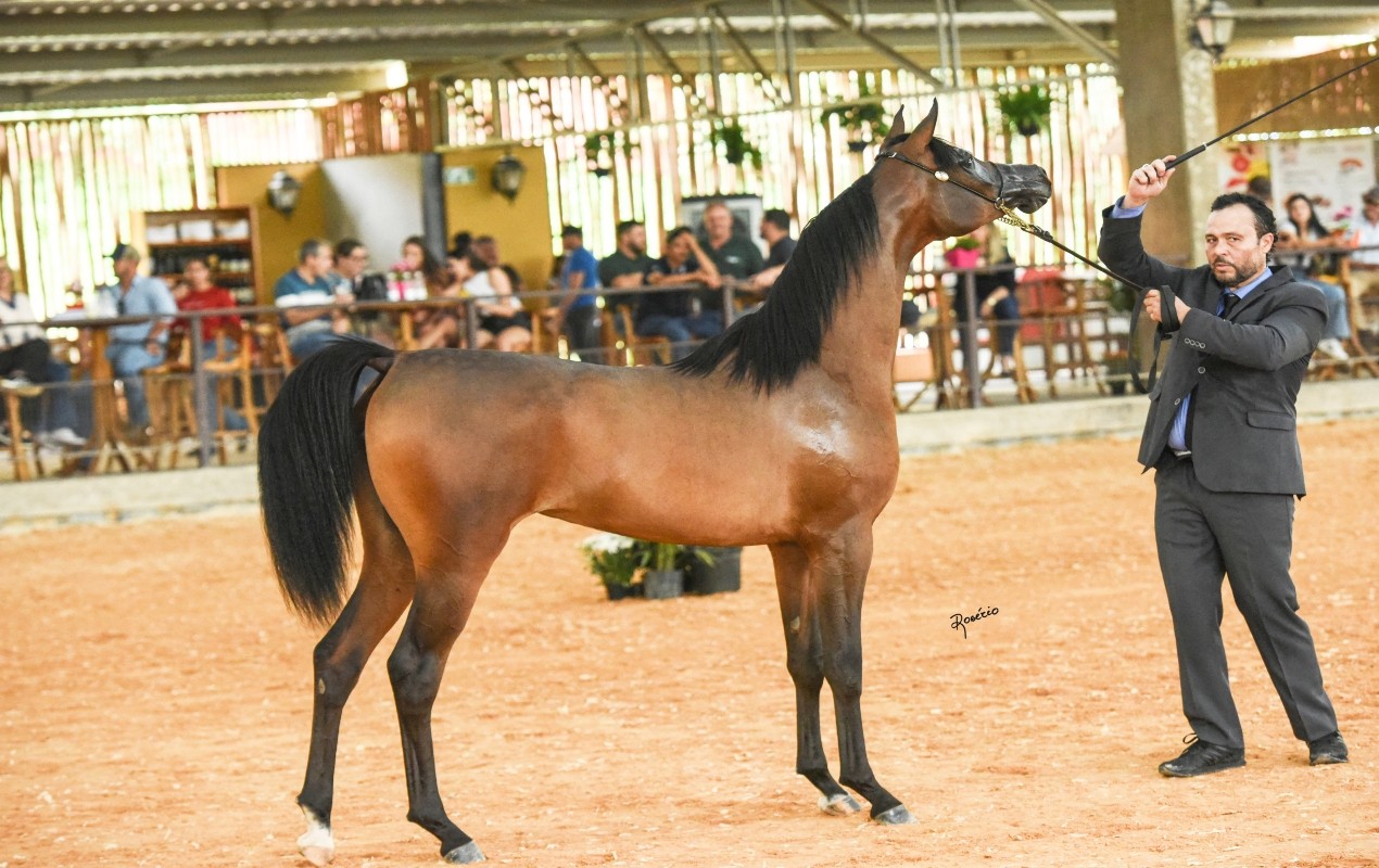 Exposição de cavalo árabe reúne cerca de 400 animais que podem valer até 200 mil dólares em Tatuí; veja