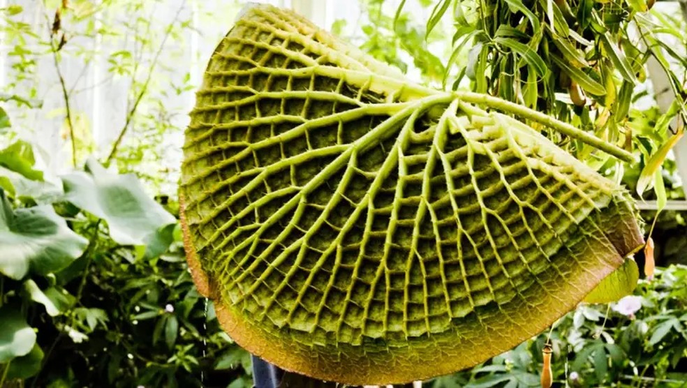 As flores se tornaram objetos de desejo, mas foram as folhas que inspirariam uma verdadeira transformação — Foto: Getty Images via BBC