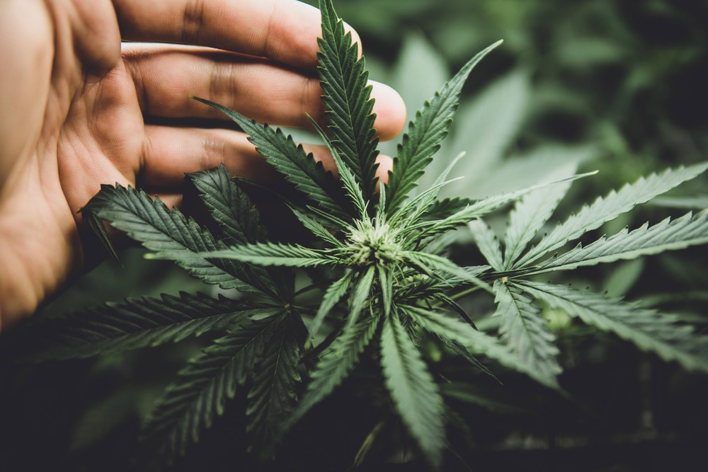 Estudo na Suíça associa o consumo de cannabis a níveis elevados de hormônios andrógenos em homens