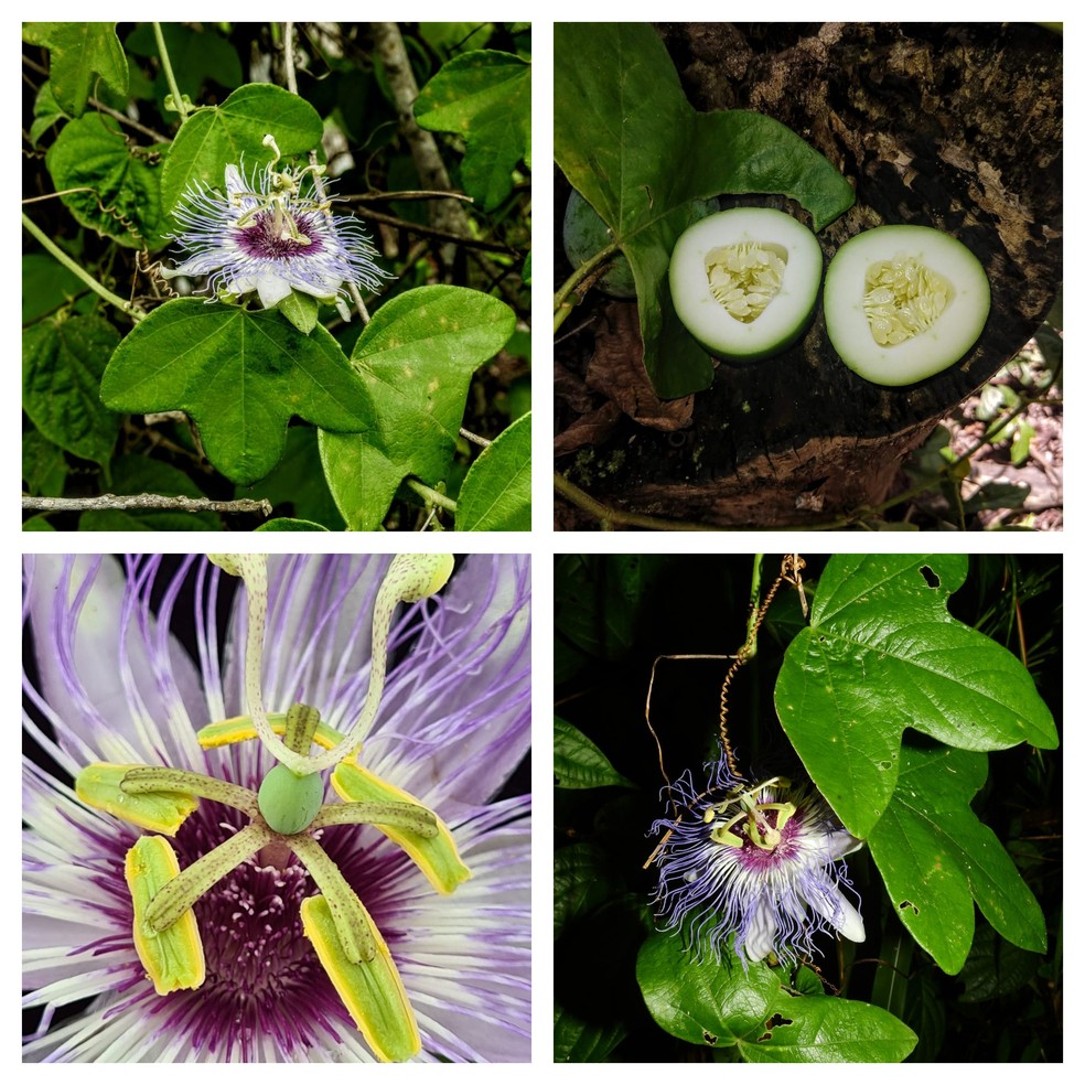 Nova espécie de maracujá foi encontrada na Apa do Amapá, em Rio Branco, e foi descrita — Foto: Marcos Silveira