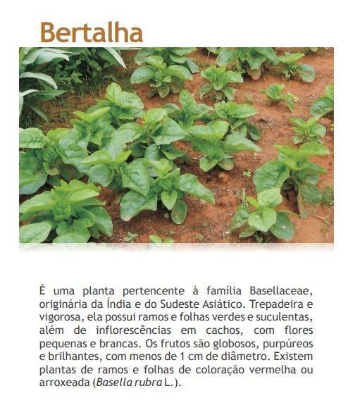 Veja como cultivar bertalha e aprenda uma receita com a hortaliça