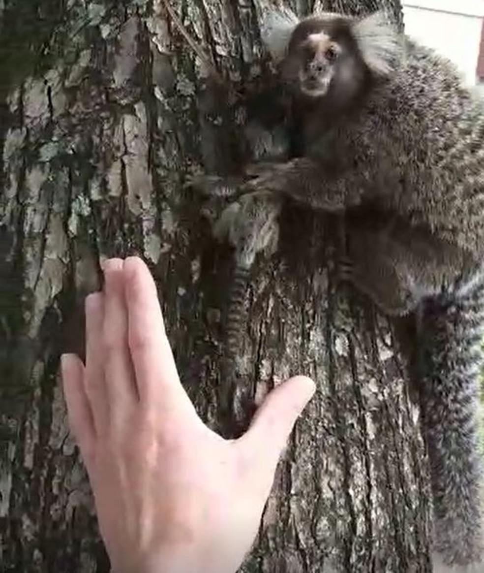 Macaco sagui é capturado com suspeita de raiva no Ceará