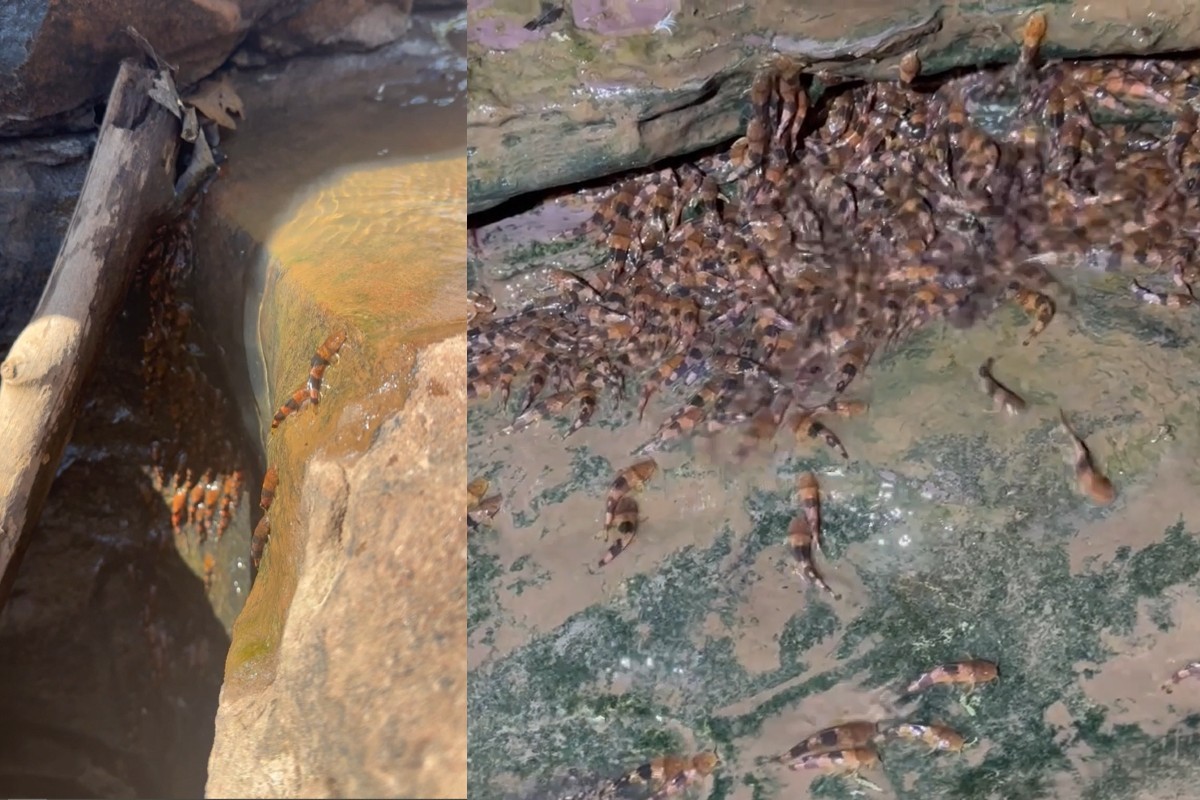 Peixe escalador? Espécie rara intriga cientistas ao subir rochas de cachoeira em MS