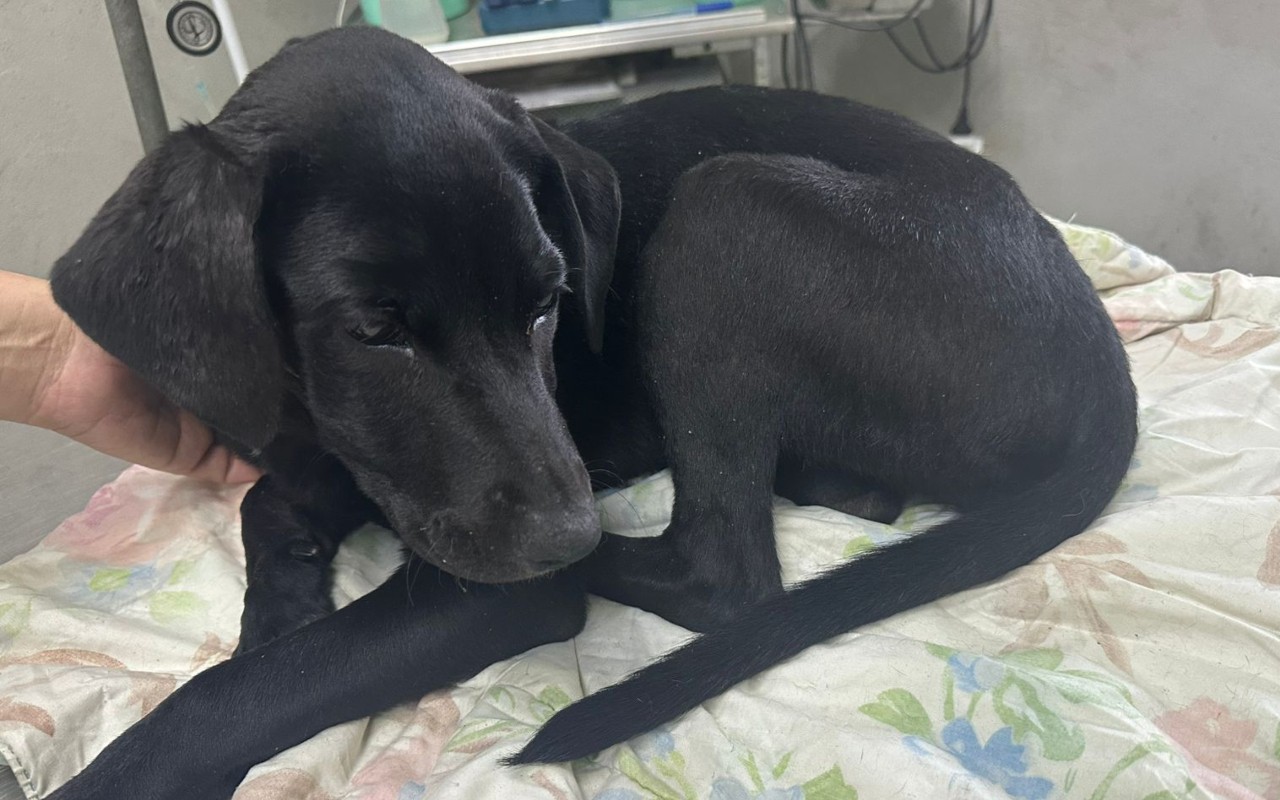 Cadela fica gravemente ferida após ser atropelada em Jundiaí; motorista fugiu