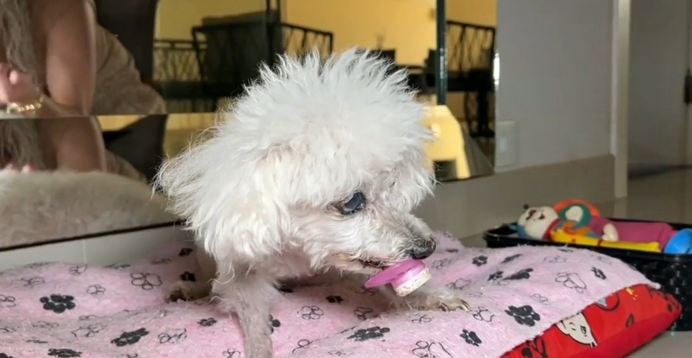 Veterinário alerta para sinais de cardiopatia em pets: 'Falta de ar, língua roxa e intolerância a exercícios'  