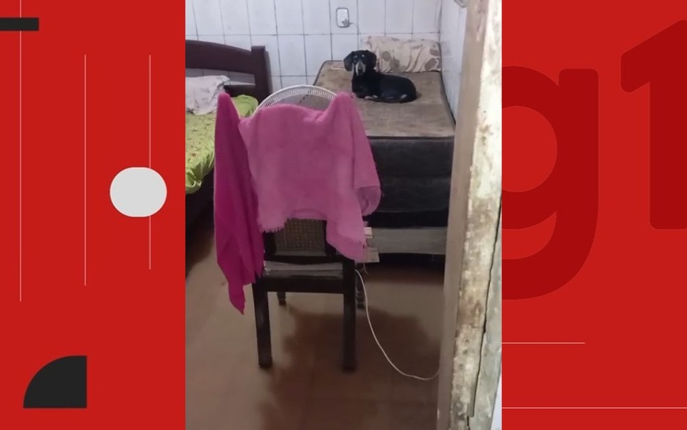 Cama foi usada para apoiar cão de estimação na chuva em Salvador — Foto: Arquivo Pessoal