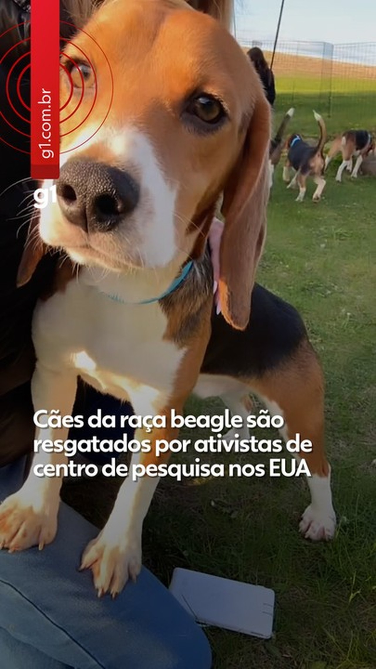 Cães da raça beagle são resgatados por ativistas de centro de pesquisa nos EUA
