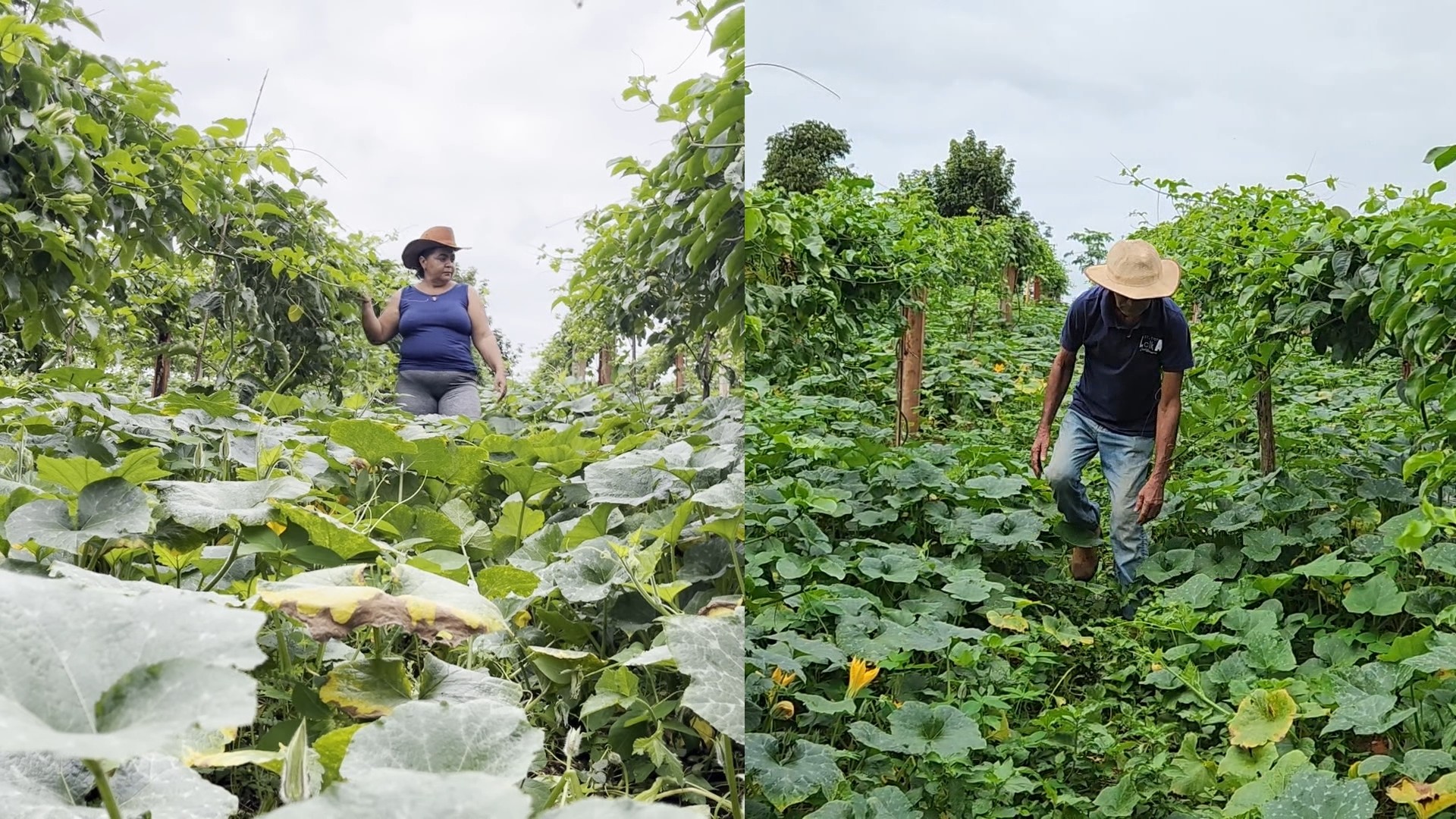 Programa abre 130 vagas com bolsa de R$ 1 mil para jovens da agricultura familiar no PI