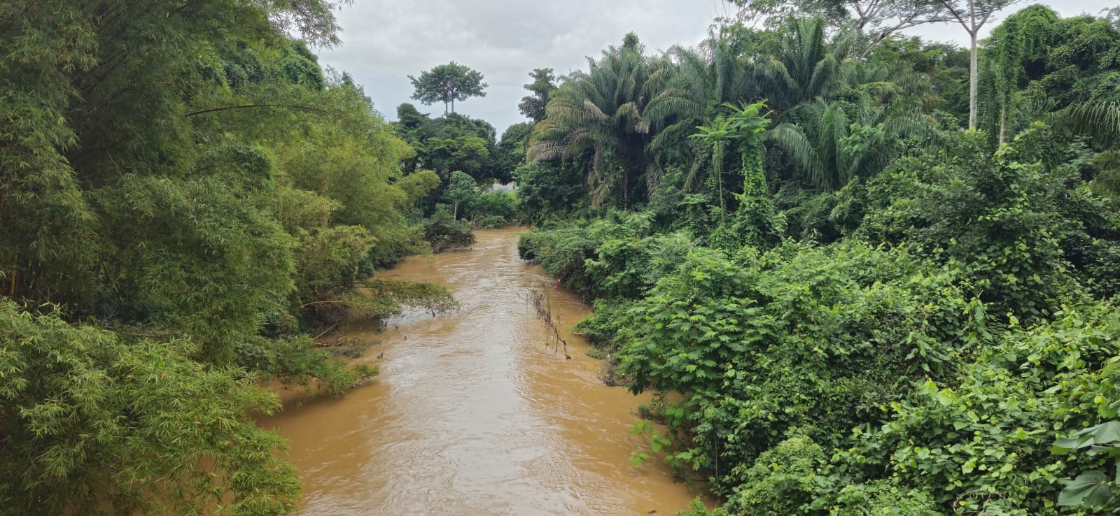 A economia da floresta em pé