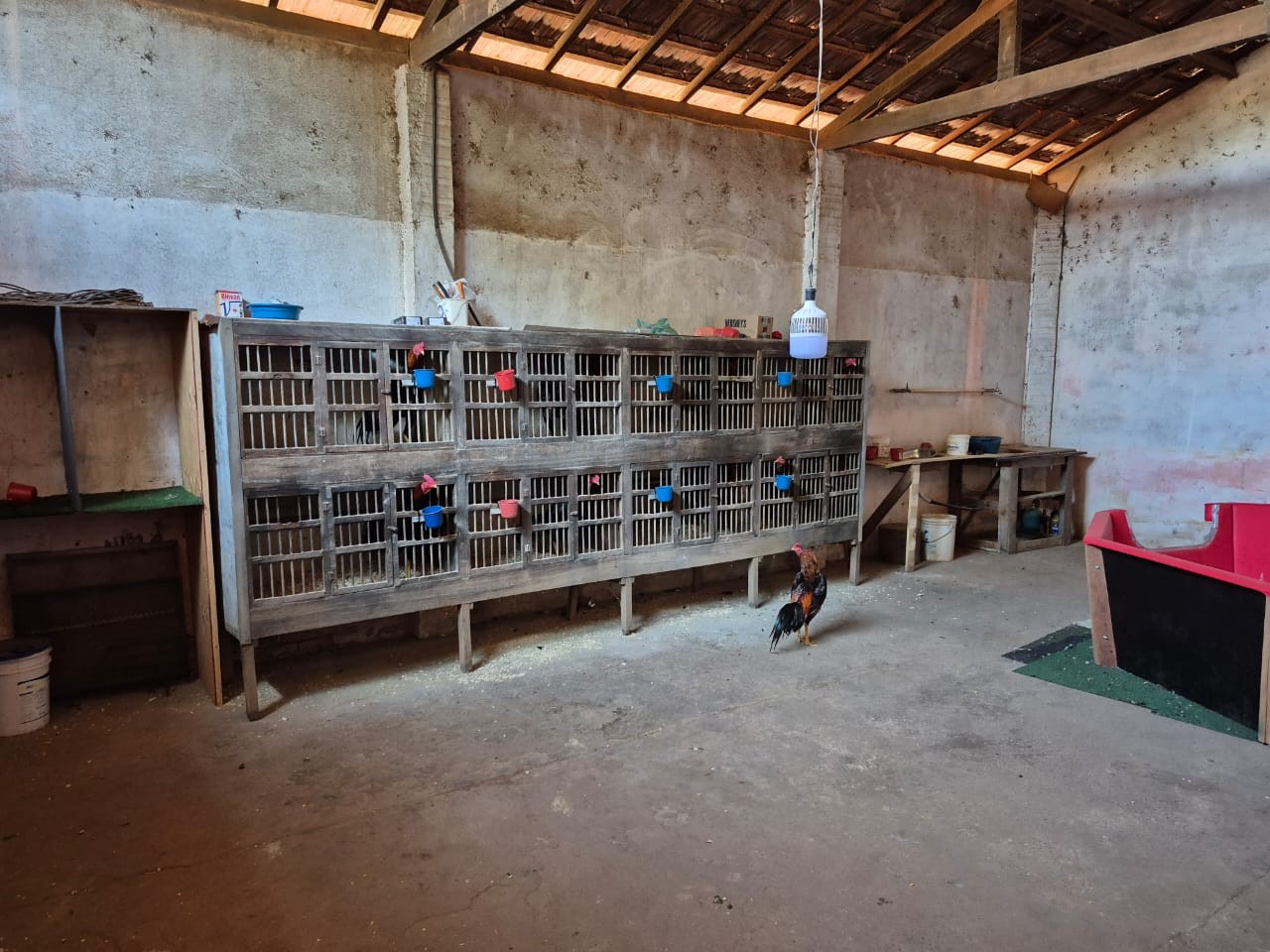 Polícia descobre rinha de galo e resgata 16 animais com sinais de maus-tratos em Artur Nogueira