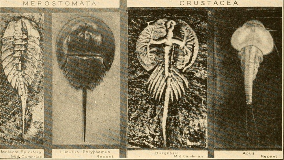 Capa do livro A Origem e Evolução da Vida (1917), de Henry Fairfield Osborn. A obra explora a teoria da ação, reação e interação da energia na evolução e na origem da vida. — Foto: Wikimedia/Domínio Público