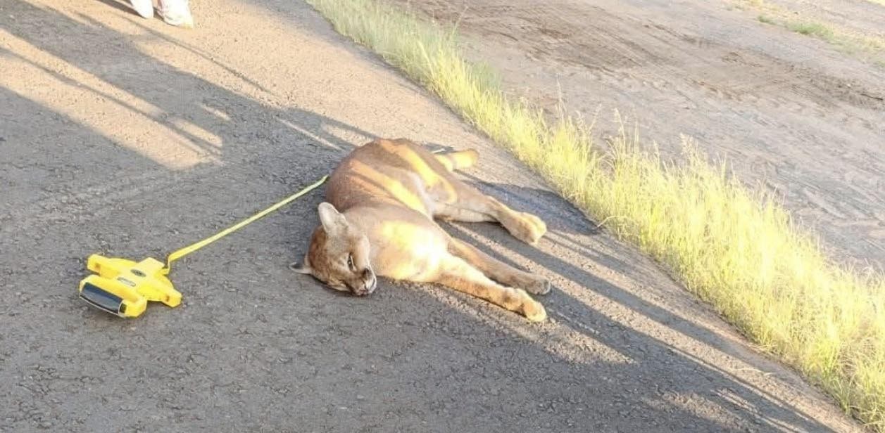 Acidente com onça-parda mobiliza equipes do DER em rodovia de Avaré